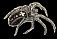 pajek spider